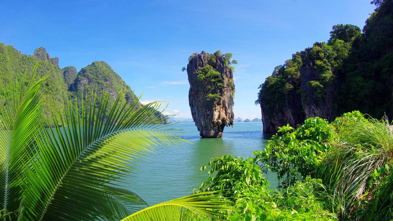 热带海棕榈树灌木树木岩石风景4k壁纸