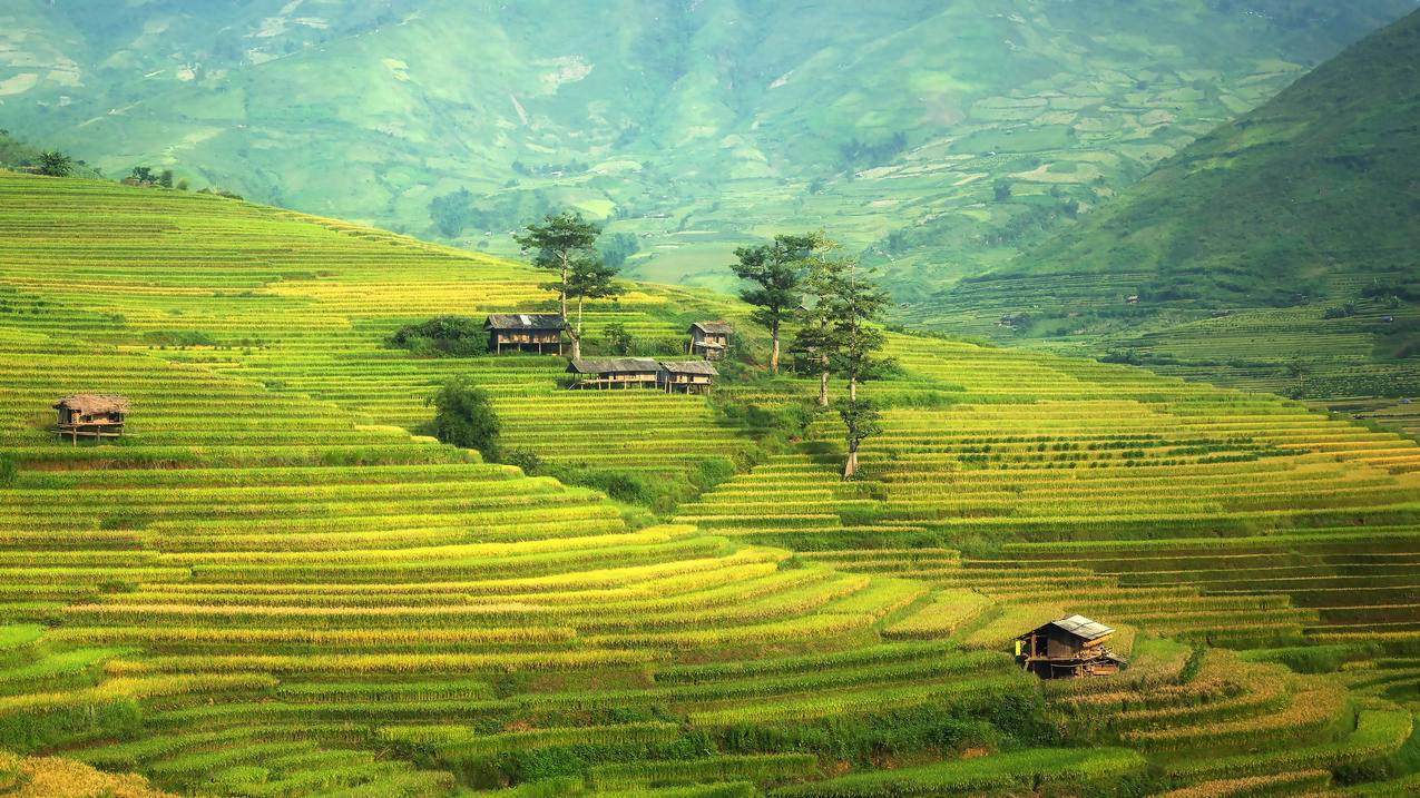 梯田 风景 4K电脑壁纸 4k手机壁纸