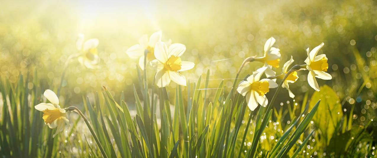 水仙花3440x1440带鱼屏壁纸