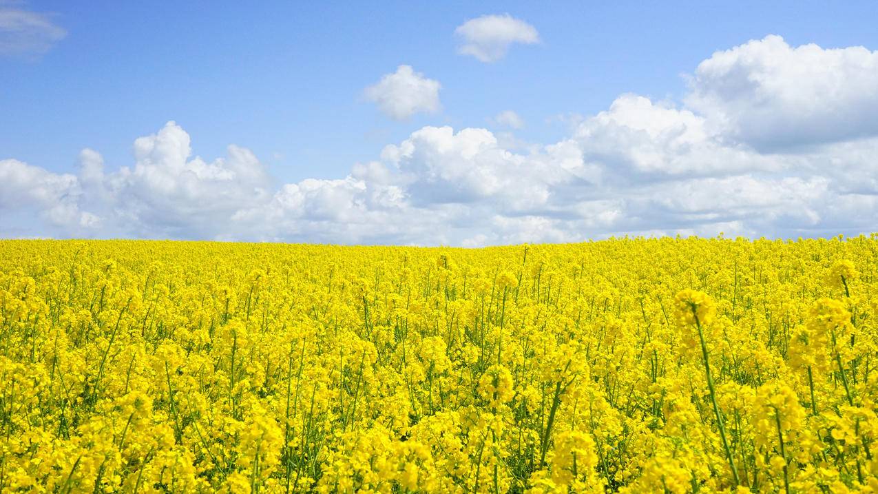 油菜花 花海 天空 风景 4k电脑壁纸 4k手机壁纸