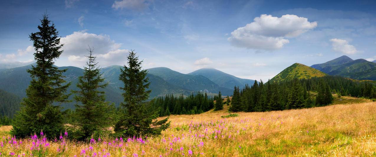 鲜花杉木树天空云风景带鱼屏壁纸