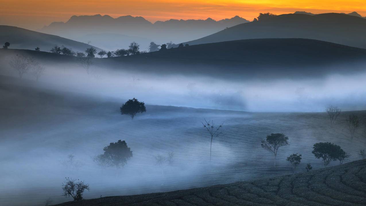 茶园 早晨 雾 5k风景高清壁纸