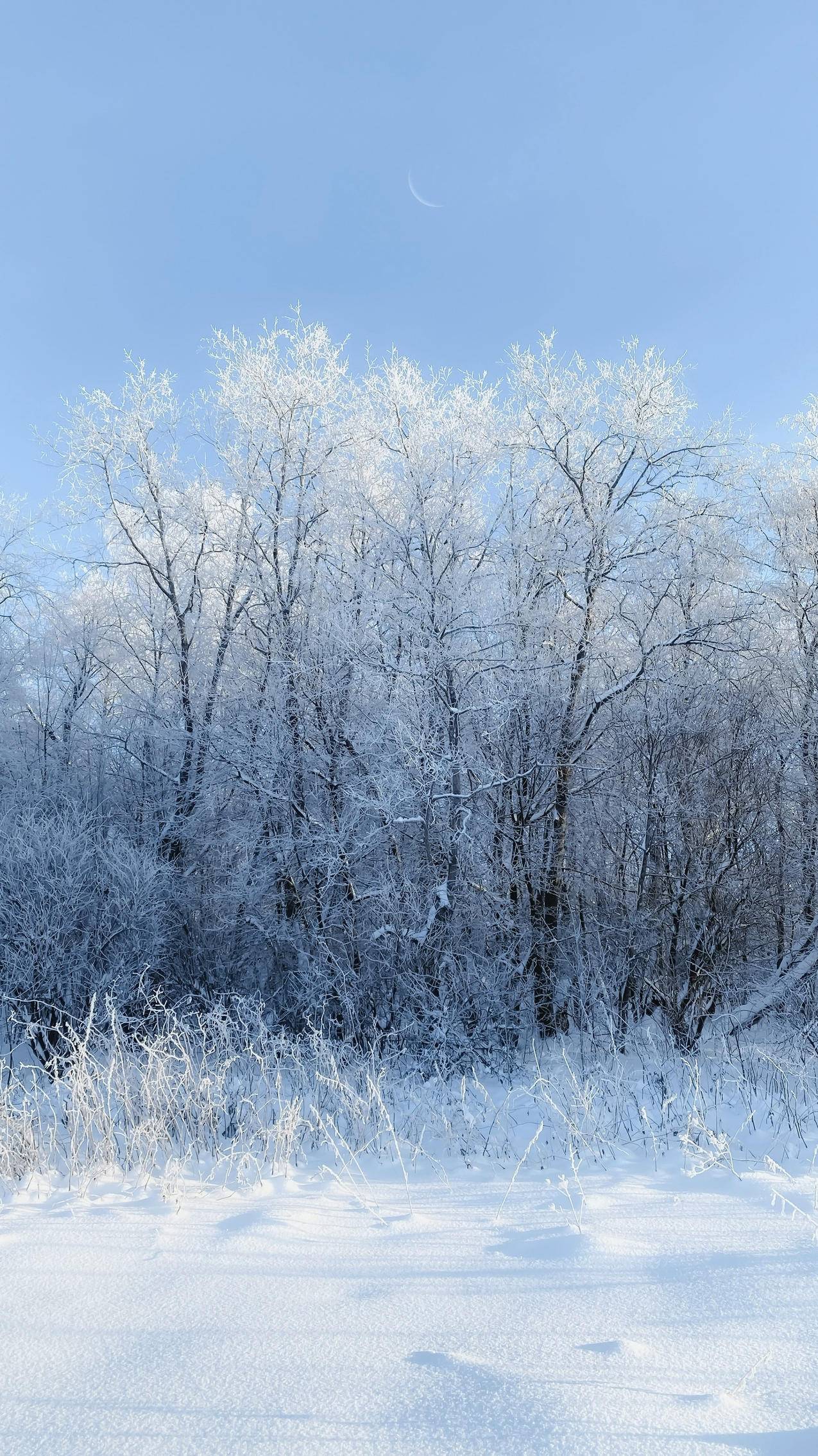 雪景 树梢 4k风景