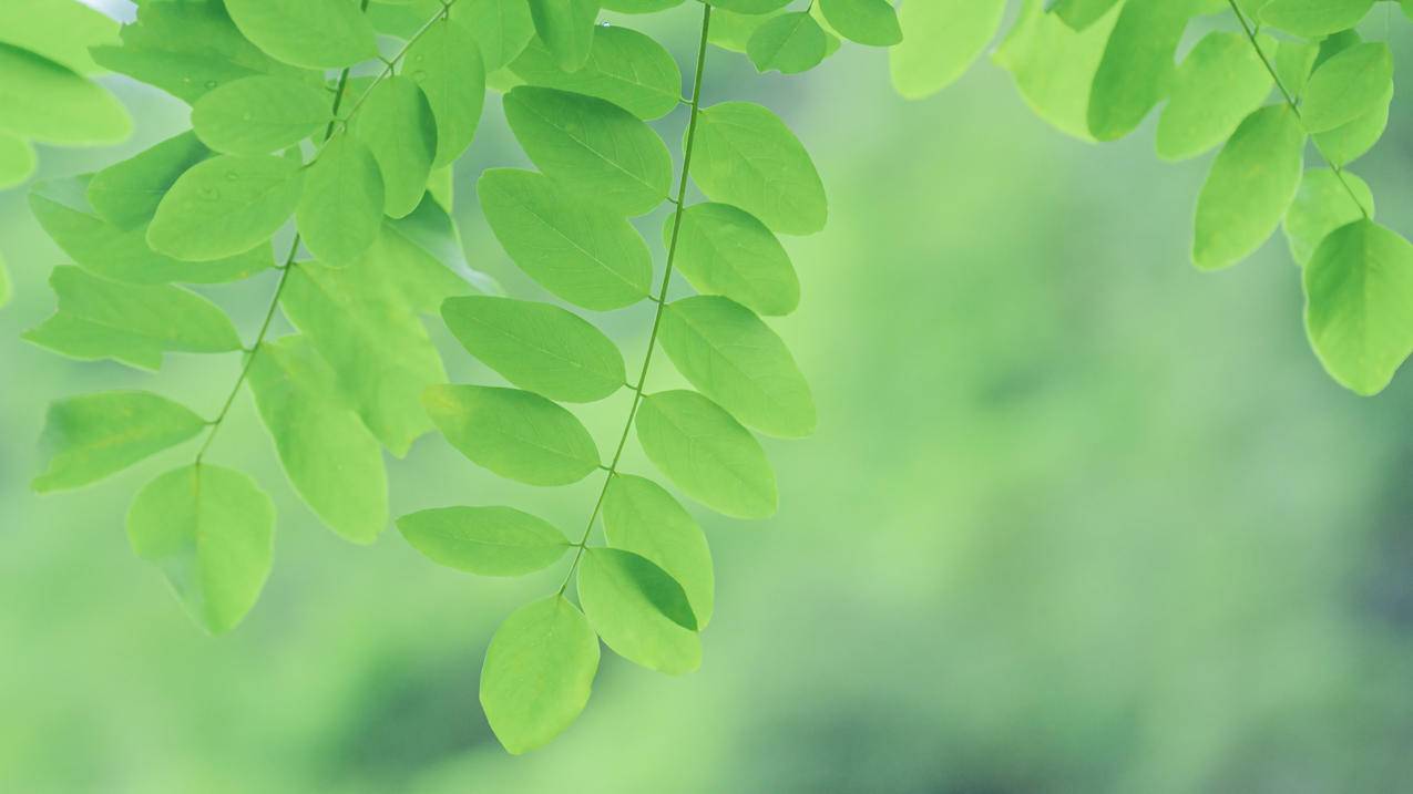 叶子 绿色 护眼 4k植物