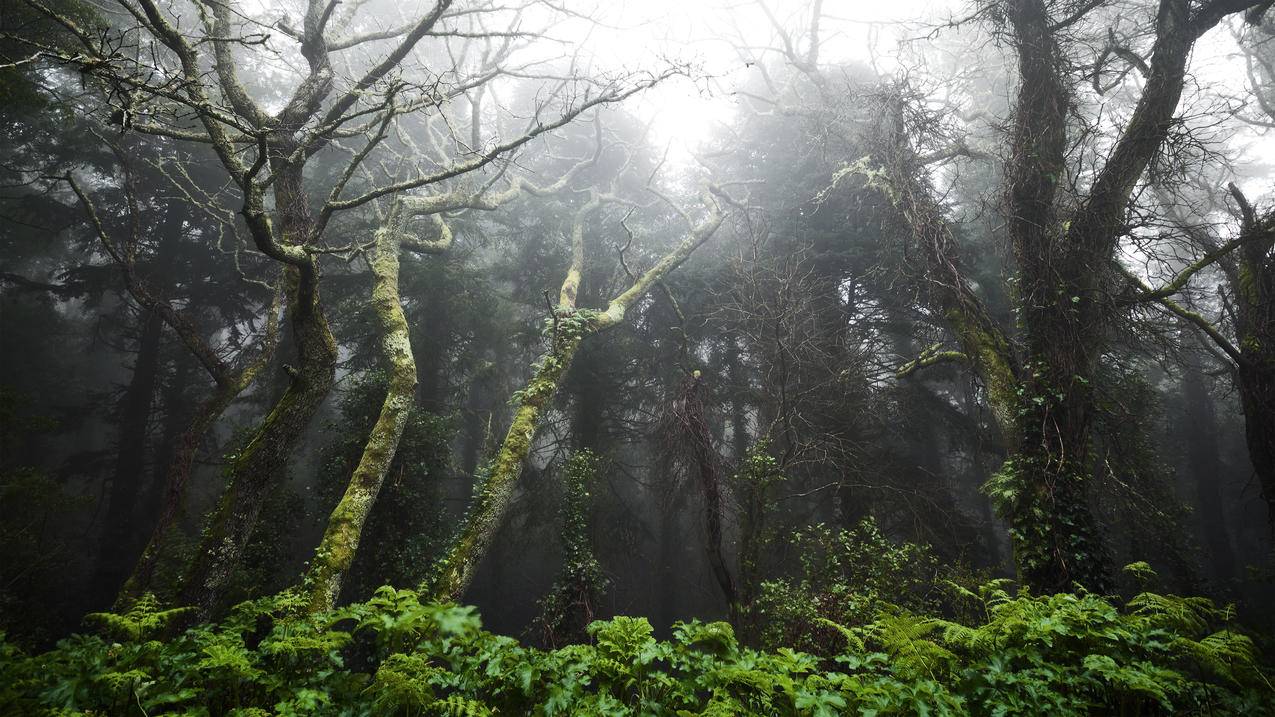 雨林 4k风景高清壁纸