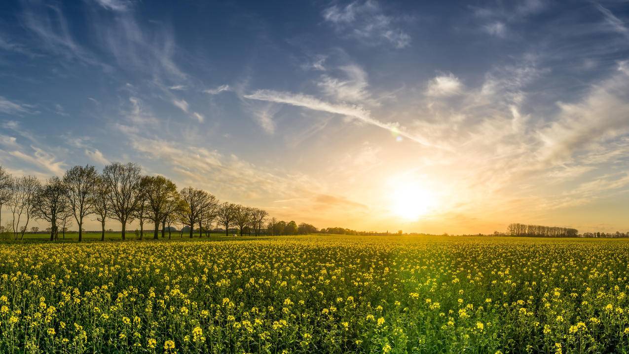 油菜花 花海 夕阳 天空 风景 超高清 5k电脑壁纸 4k手机壁纸