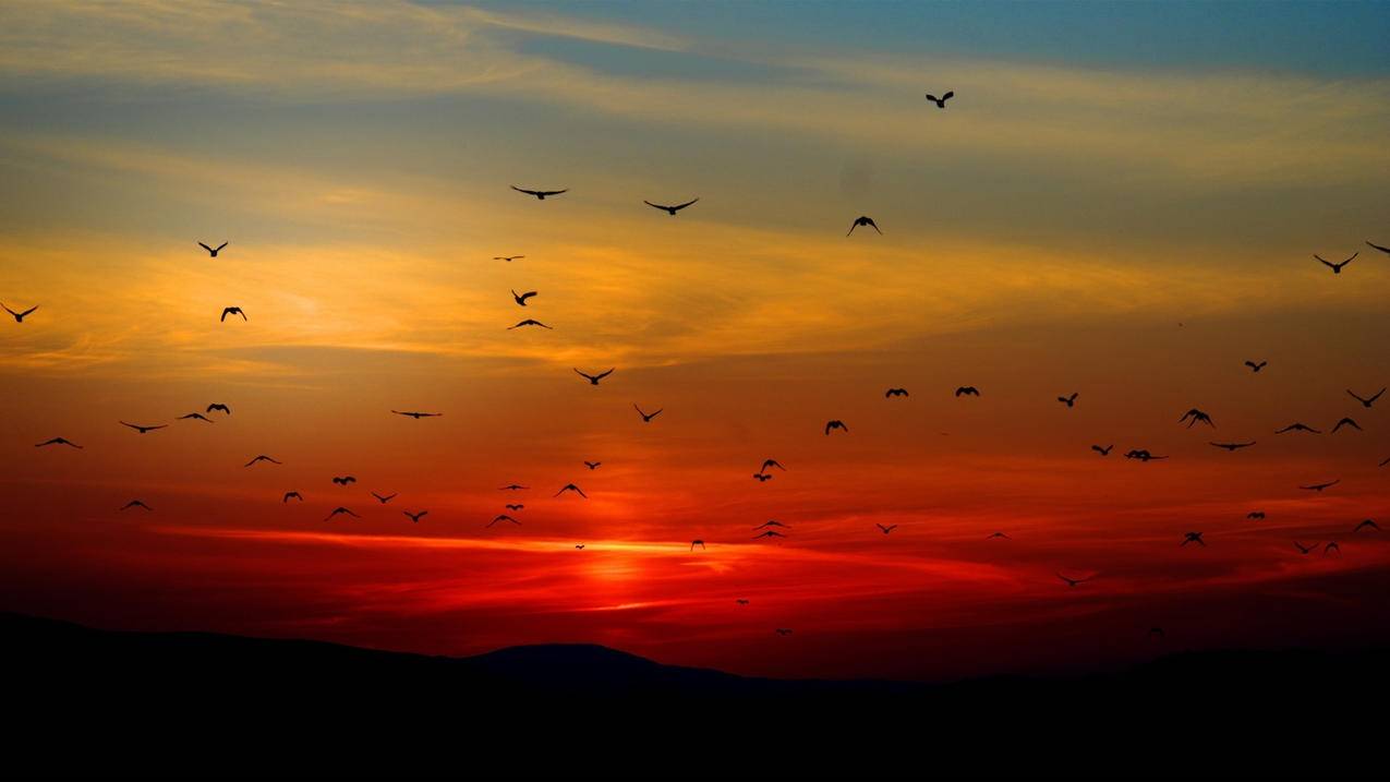 风景自然风光黄昏夕阳落日高清壁纸