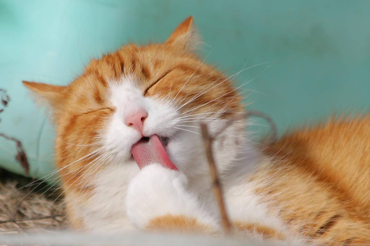 橘猫 可爱 闭眼 舔 4K高清动物壁纸 4K手机壁纸
