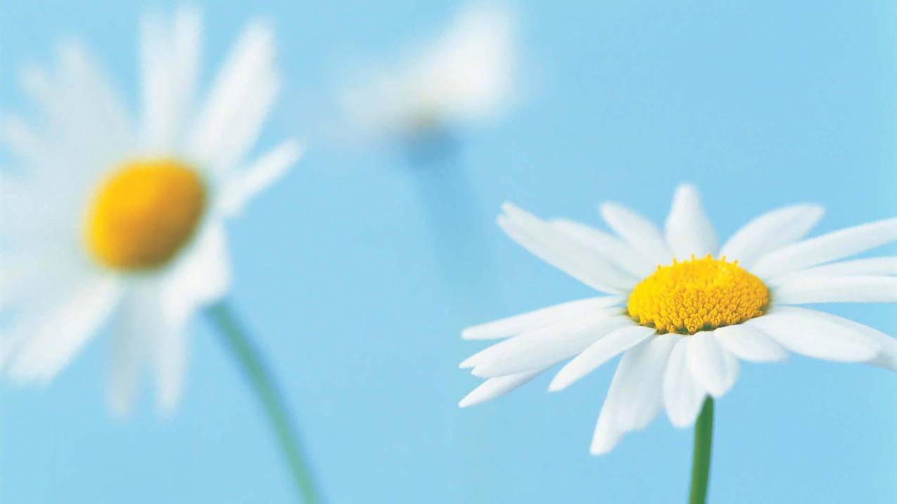 小清新鸟语花香雏菊花朵花卉高清壁纸