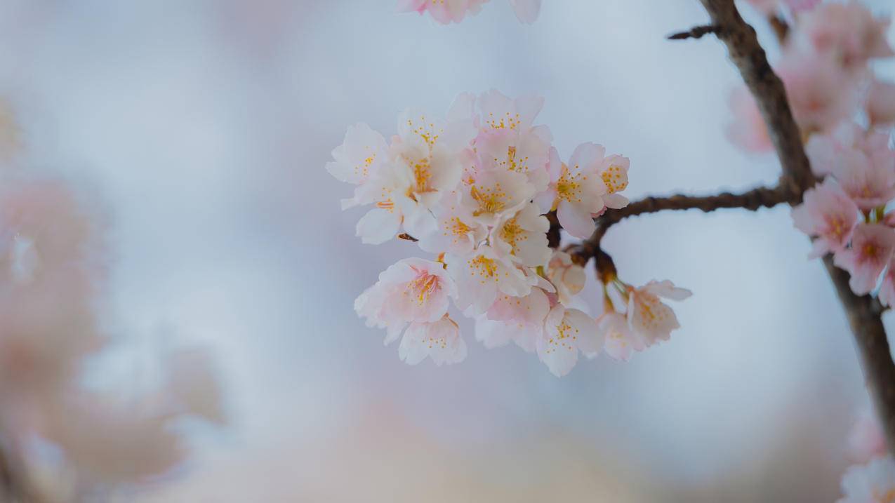 樱花 清新 淡雅 4K 壁纸