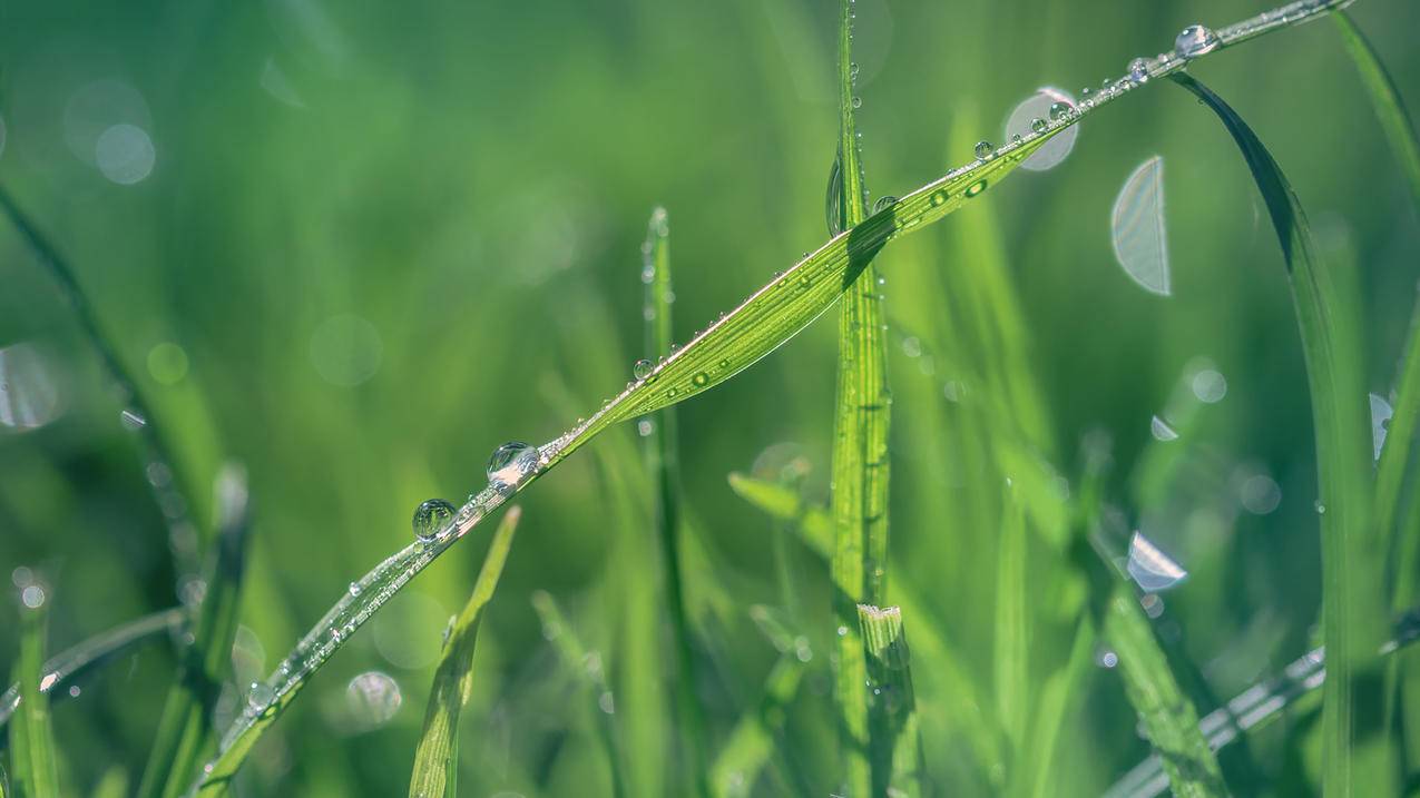 植物绿色养眼4k壁纸