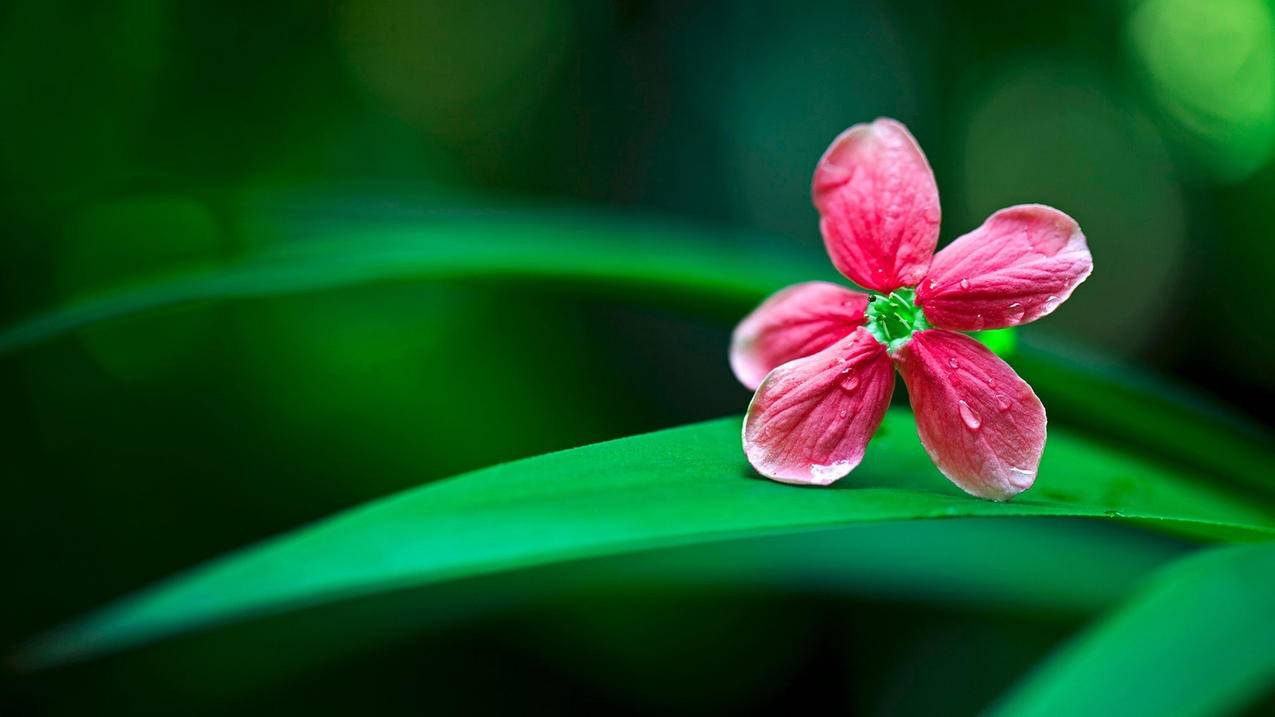 小清新舒缓压力花朵植物高清壁纸