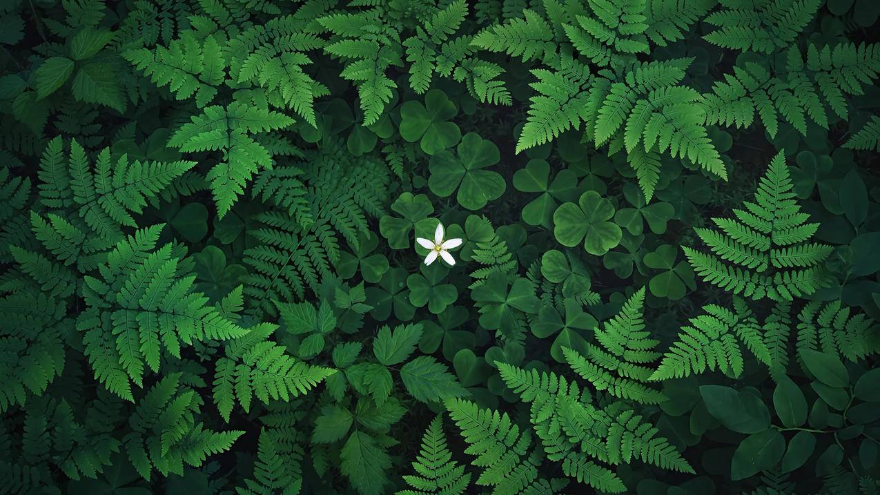 三叶草 小白花 蕨类植物 护眼4K壁纸