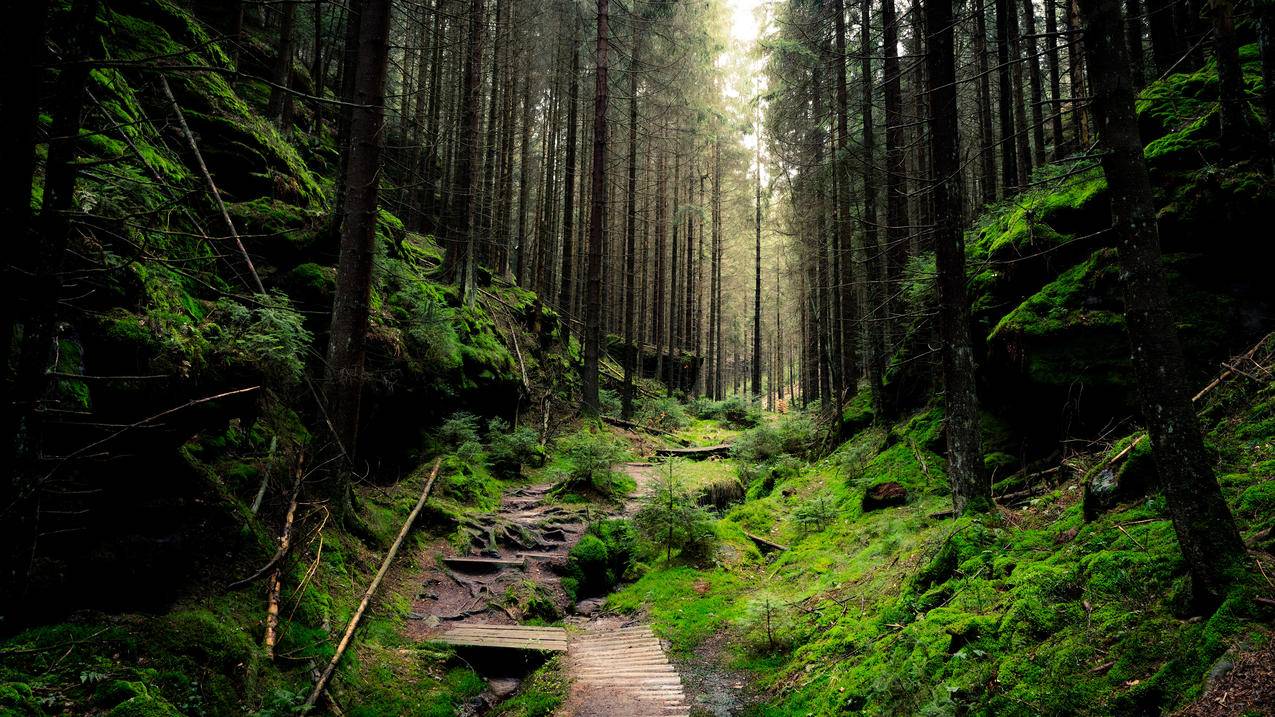 德国国家公园森林风景4k壁纸