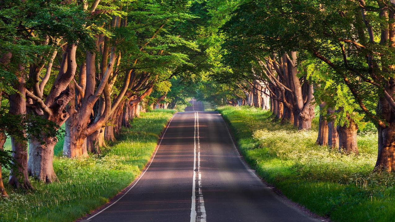 美丽的林间公路风景4k壁纸