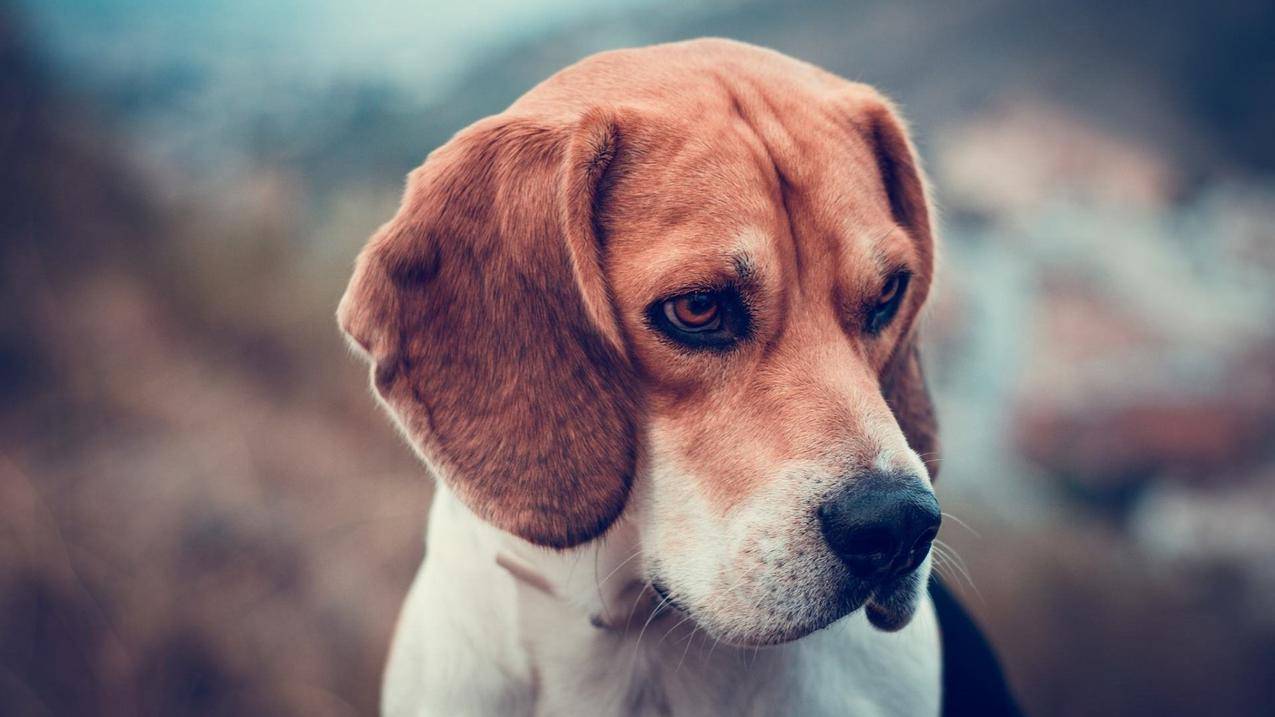 精选《猎犬壁纸》大合集_猎犬图片在线下载 - 壁纸网