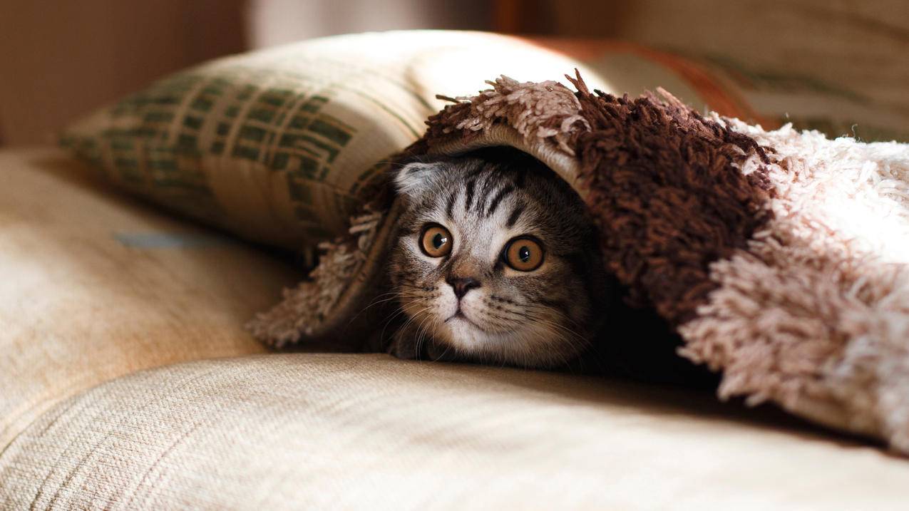躲在沙发里的猫 可爱 探头 4K动物壁纸