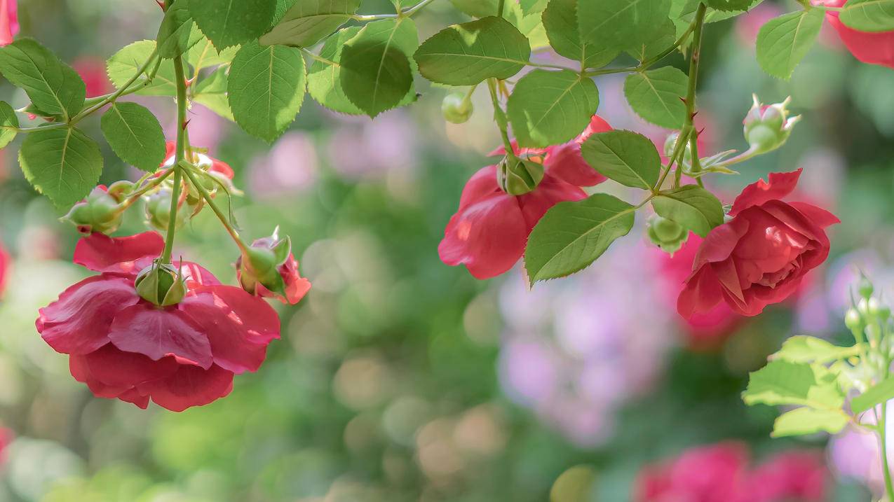 玫瑰 鲜花 4k 桌面