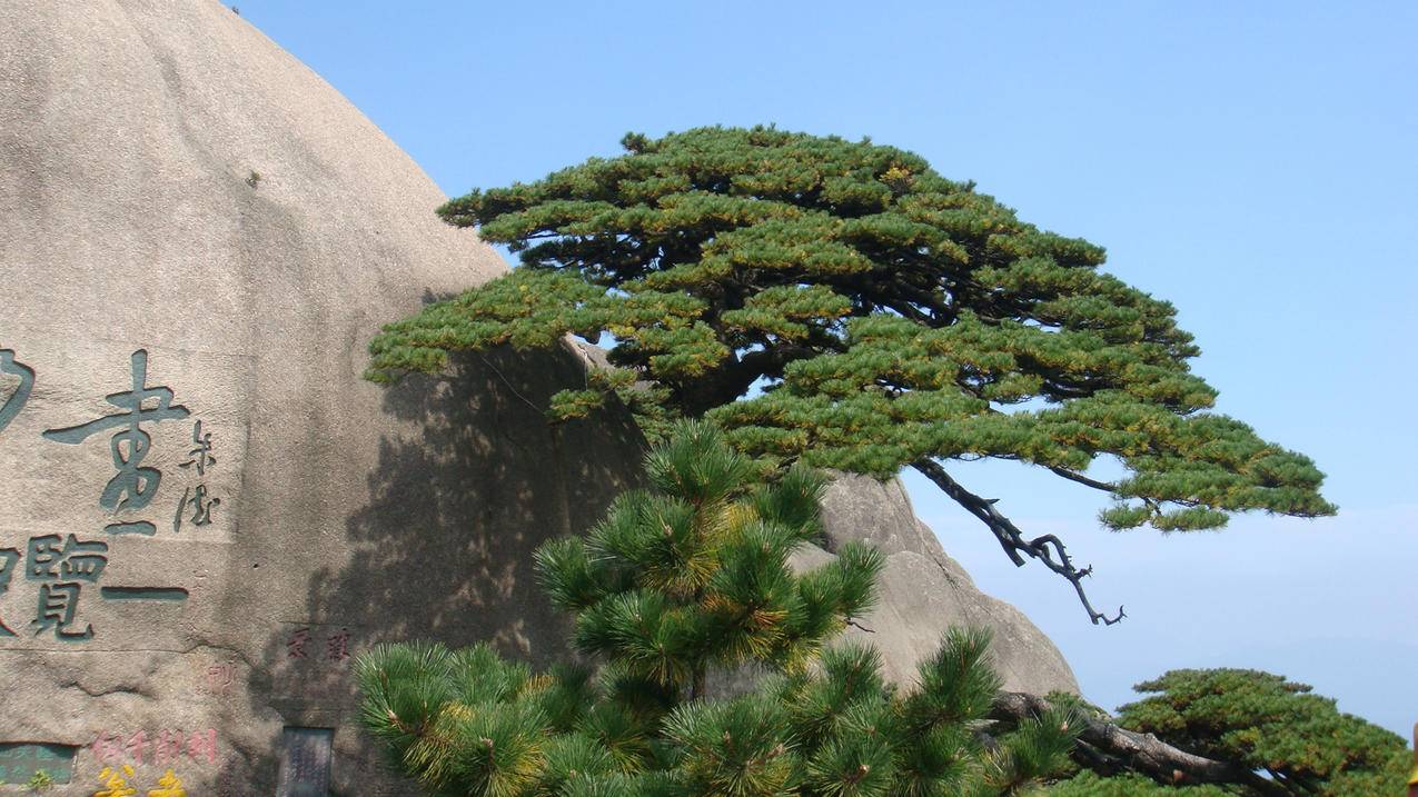 风景黄山风景松树宽屏高清壁纸