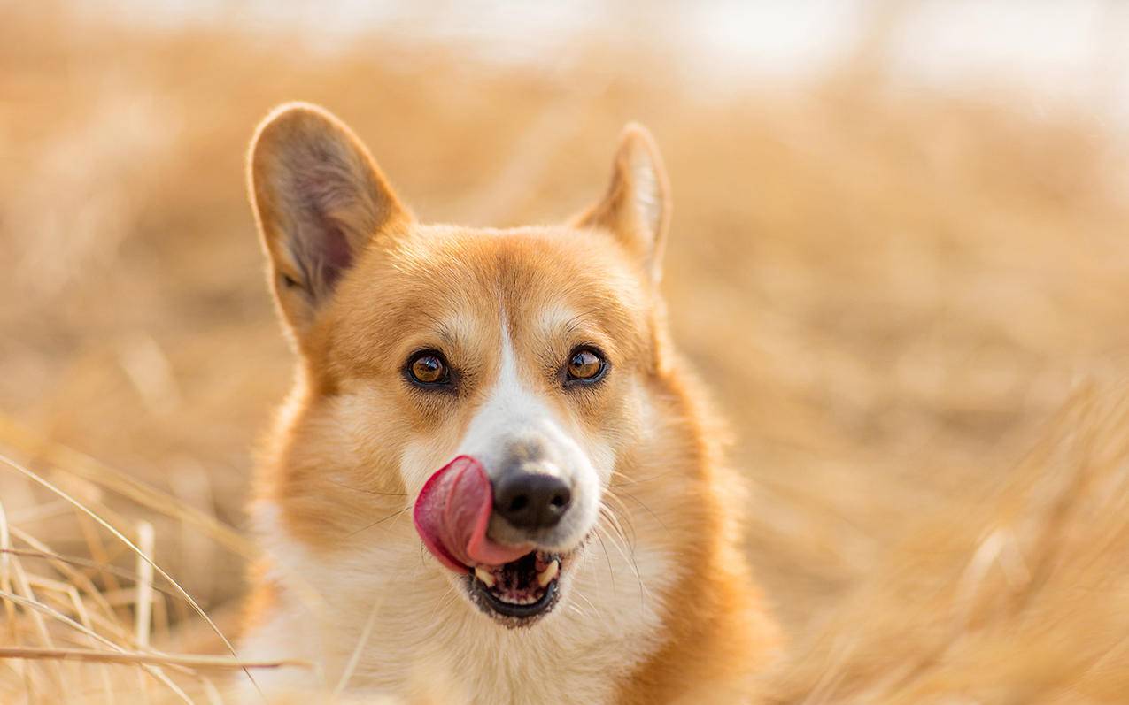 萌宠动物汪星人狗柯基犬高清壁纸