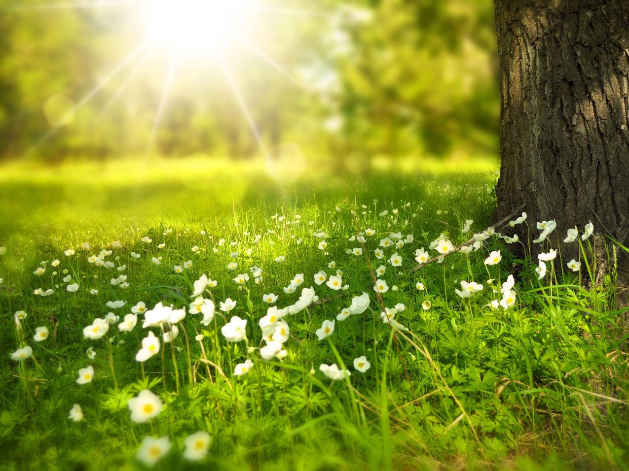 森林阳光草地树鲜花平板风景电脑壁纸