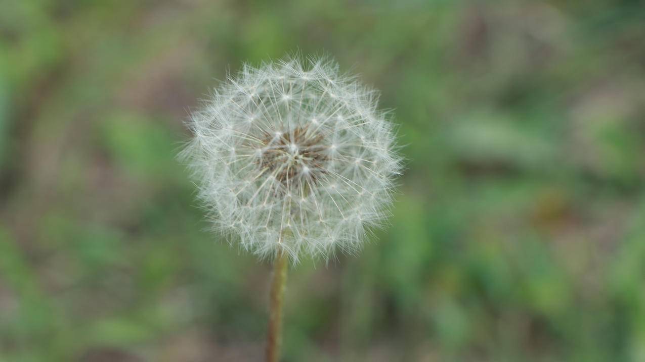 自然花卉蒲公英4K壁纸