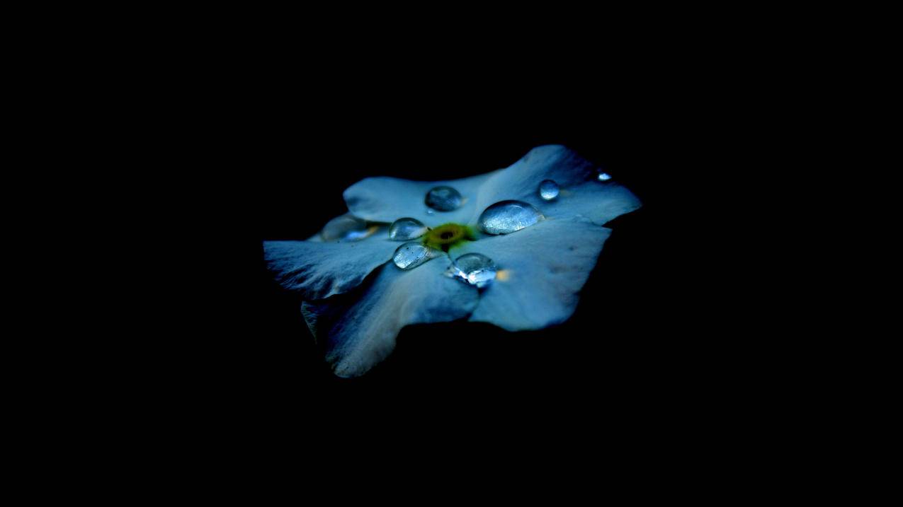 小清新花朵静物写真4k壁纸