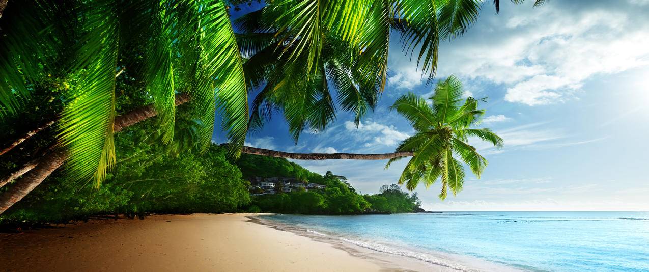 棕榈树海岸海滩蓝色的大海风景带鱼屏壁纸