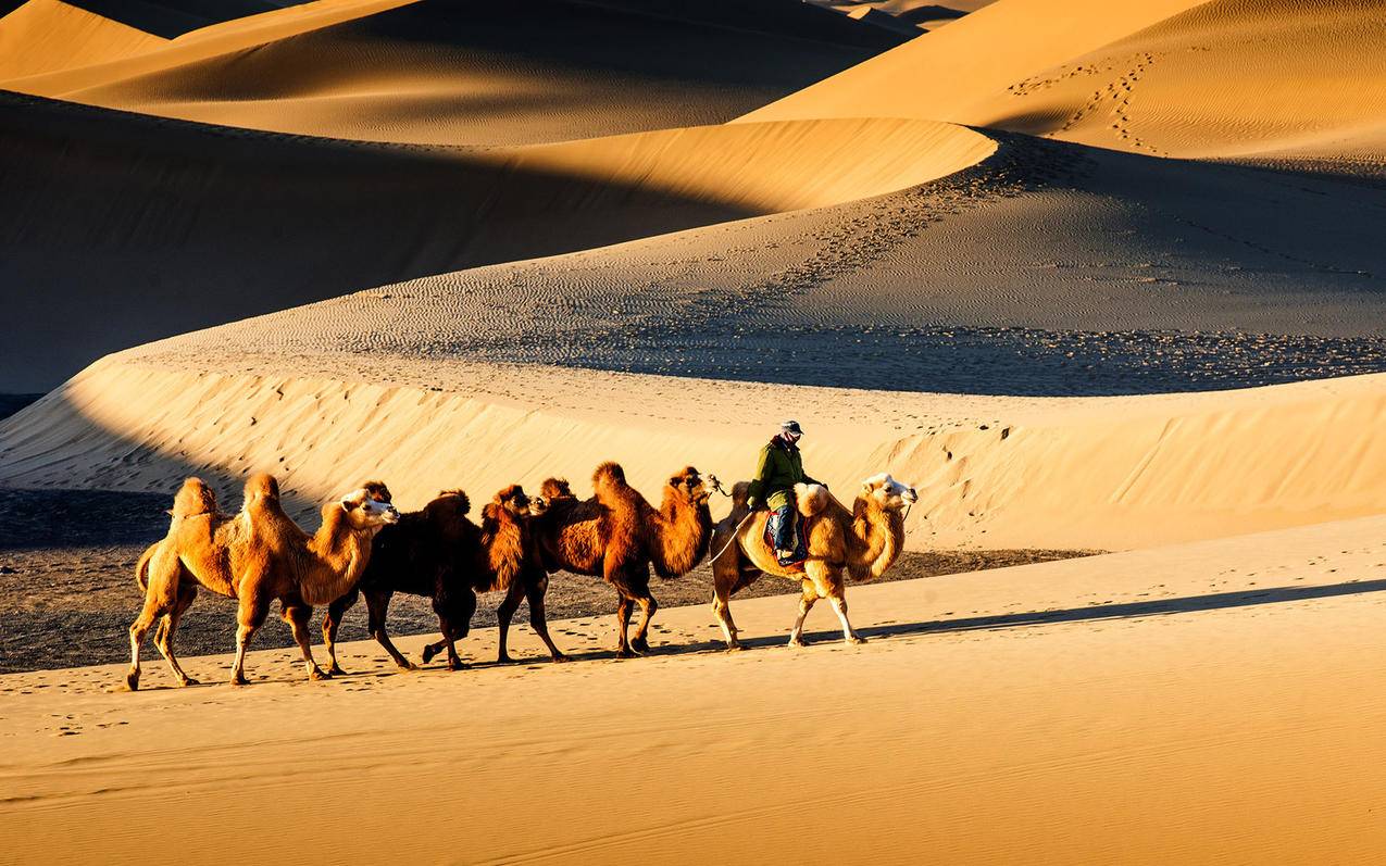 骆驼 沙漠 阿拉伯 - 免费矢量图形Pixabay - Pixabay